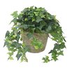 english ivy plant