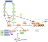 Liposomes Synthesis