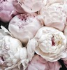 peonies