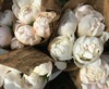 white peonies