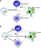 peptide nucleic acid synthesis