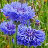 Cornflower / Bachelor Button seeds