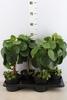 Pilea peperomoides