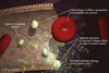 peptide antigen