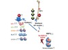 peptide sirna conjugation