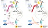 beta secretase inhibitors