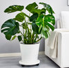 Monstera