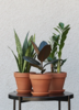 Cертификат Plants for Friends