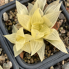 Haworthia magnifica variegated