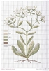 DMC Herbarium Mache