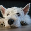 westie