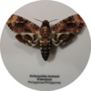 в рамке: Acherontia atropos