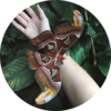 в рамке: Attacus atlas