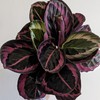 Calathea Little Princess