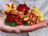 nasturtiums seeds