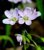 Claytonia virginica