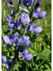 wild blue indigo (Baptisia australis)