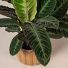 Calathea Warscewiczii