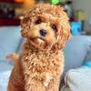 Cavapoo