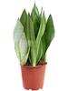 Sansevieria Moonshine