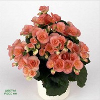 Begonia 'Ilona'