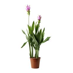 CURCUMA  Растение в горшке