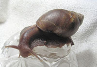 Achatina fulica