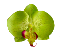 Green Orchid Hairclip