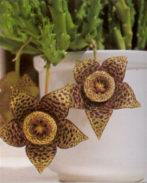 Stapelia lutea