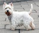 щенок west highland white terrier