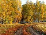 погулять по парку в золотую осень