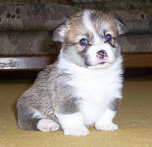 welsh corgi