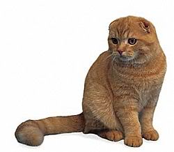 Scottish Fold Red Tabby