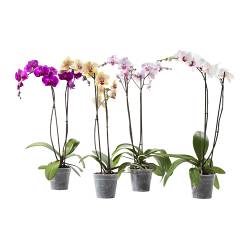 орхидея (PHALAENOPSIS)