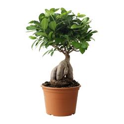 IKEA | Растения в горшках и растения | Растения | FICUS MICROCARPA GINSENG | Растение в горшке