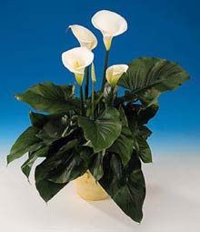 Калла эфиопская Zantedeschia aethiopica