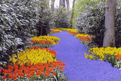 Keukenhof