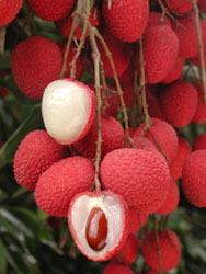 Lychee