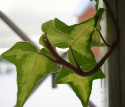 растение Hedera (плющ)