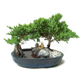 Bonsai Tree