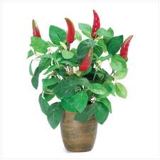 chili pepper plant