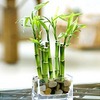 lucky bamboo