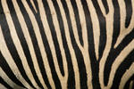 zebra things