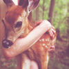 hold a fawn