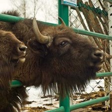 Посетить питомник зубров в Приокско-Террасном заповеднике