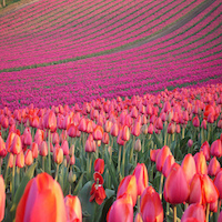 visit tulip fields