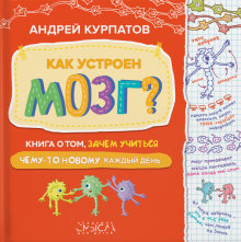 Как устроен мозг?