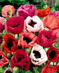 plant my contraband poppies in fall